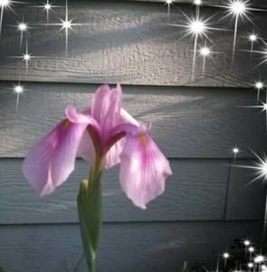 Meet your Posher, Vanity